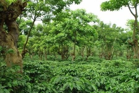 Coffee Plantation